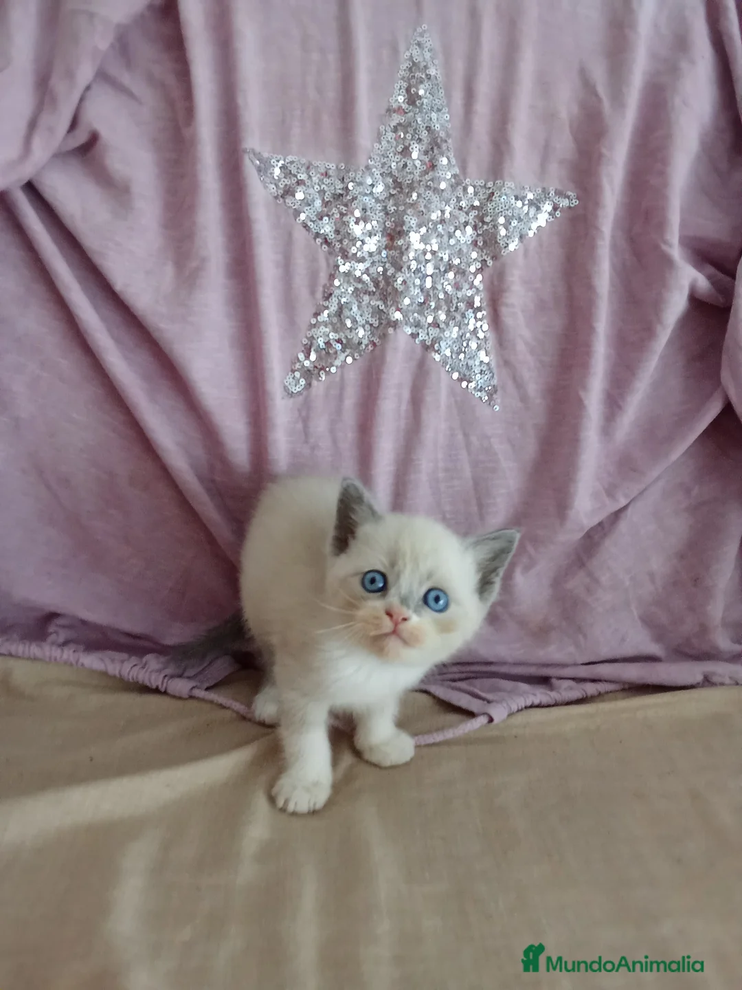 Siamés gatos en venta: SIAMESES POINT Y RED POINT en Madrid - Anuncio 1