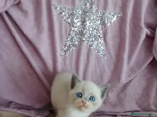 Siamés gatos SIAMESES POINT Y RED POINT en Madrid - Anuncio 15