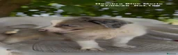 Border Collie perros en venta: Border Collie Hembra Blue Merle - Anuncio 16