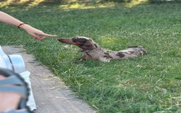 Teckel perros en venta: Excelente camada de Teckel negro y fuego. - Imagen 7