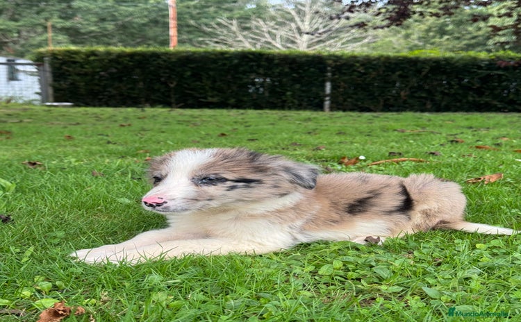 Border Collie perros - Anuncio 1