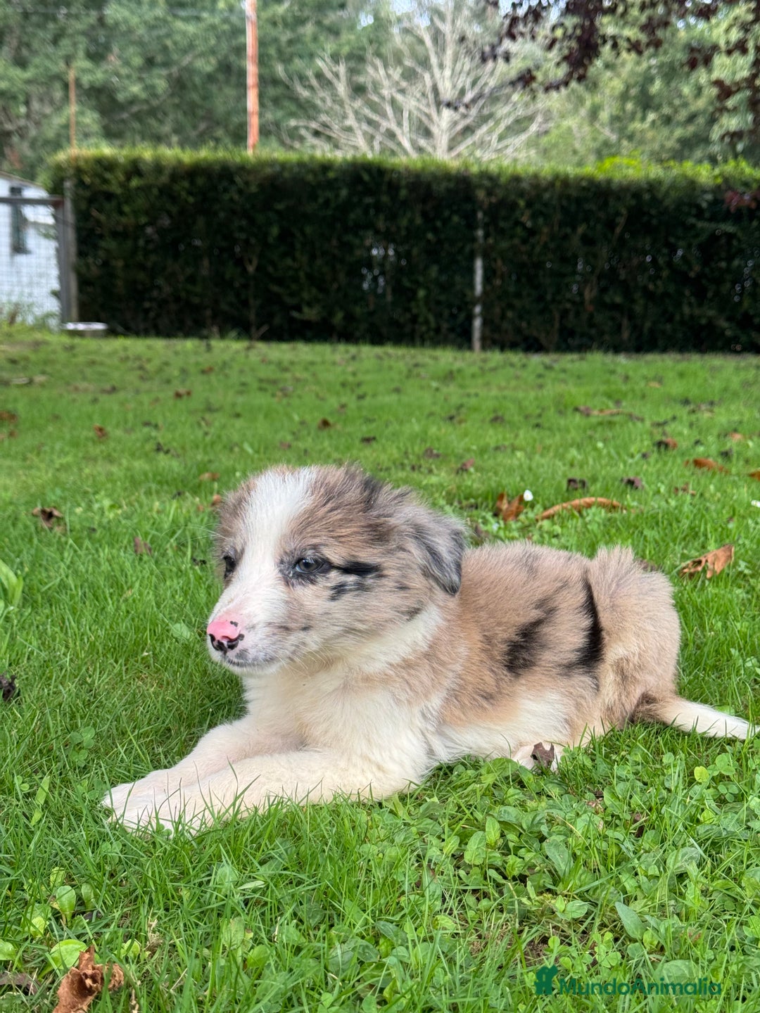 Border Collie perros en venta: Border collie Red Merle - Imagen 1
