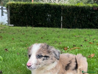 Border Collie perros - Anuncio 18