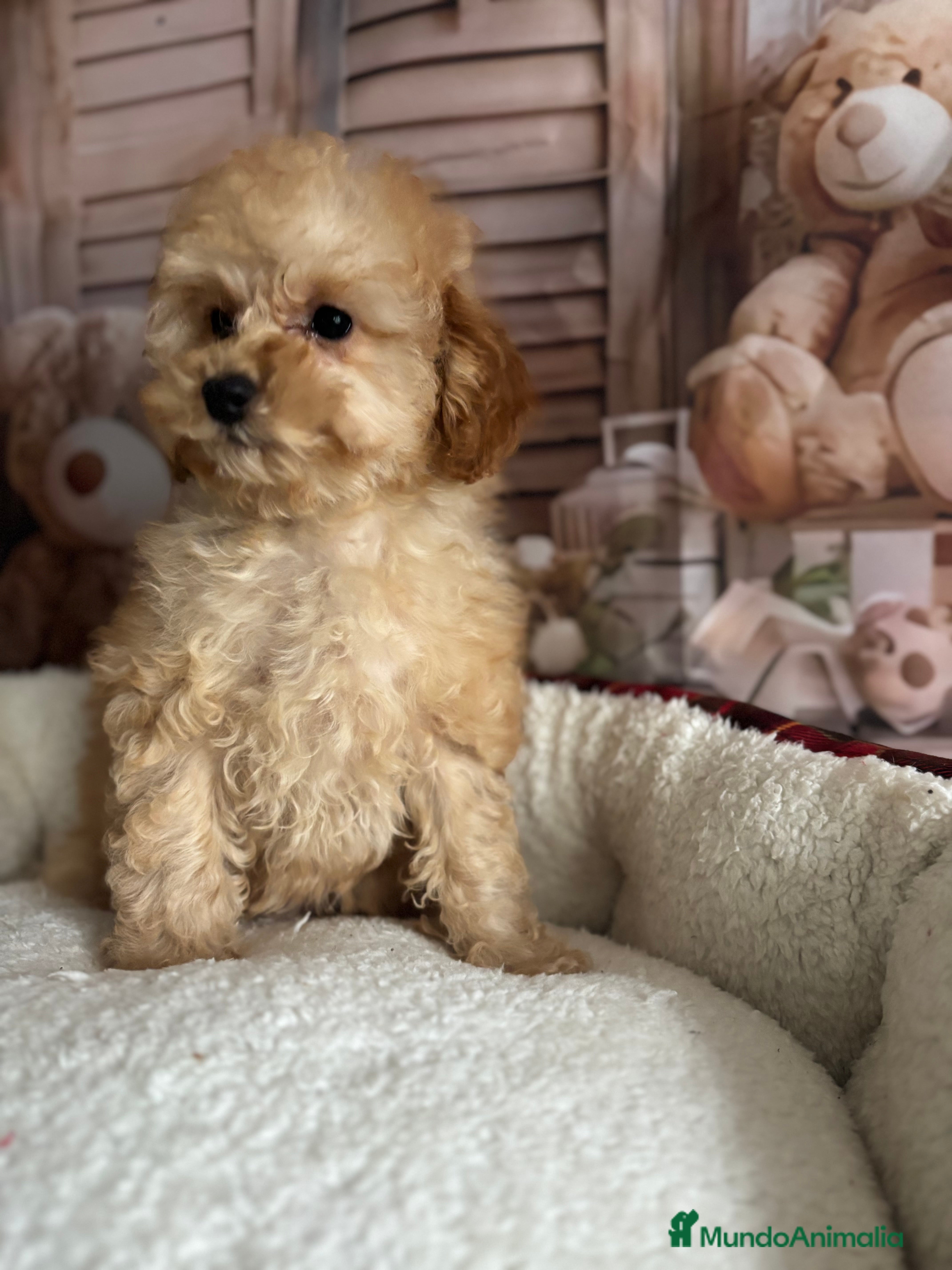 Caniche Toy perros Caniche Toy (ambos papás toy ) - Anuncio 3