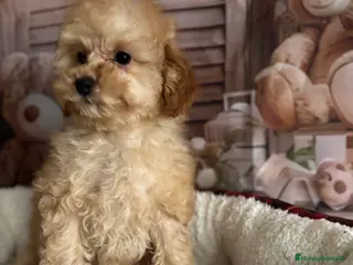 Caniche Toy perros Caniche Toy (ambos papás toy ) - Anuncio 3