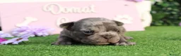 Bulldog Francés perros en venta: Preciosos bulldog francés  - Anuncio 8