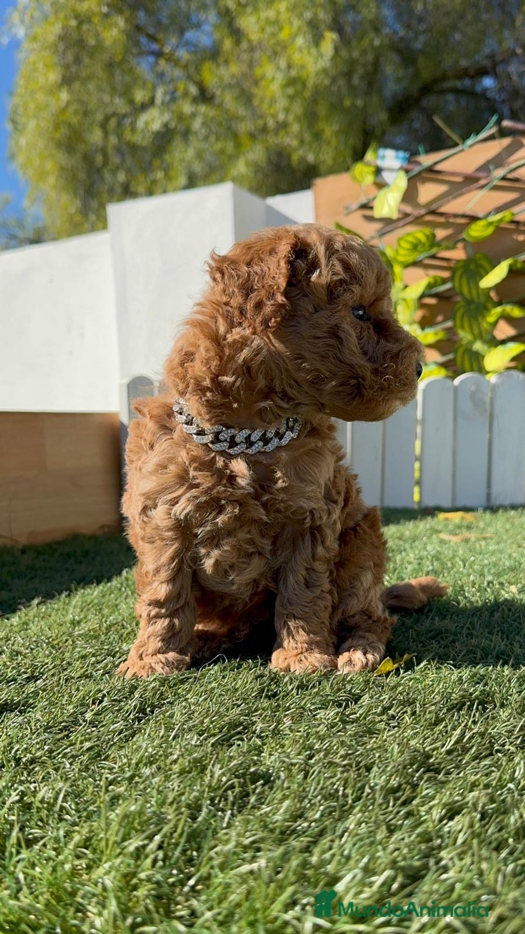 Caniche Toy perros en venta: CANICHE TOY MACHO - Anuncio 25