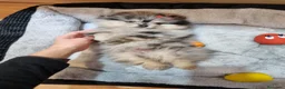 Pomerania perros en venta: Lulú de Pomerania  - Anuncio 8