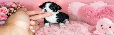 Chihuahua 4