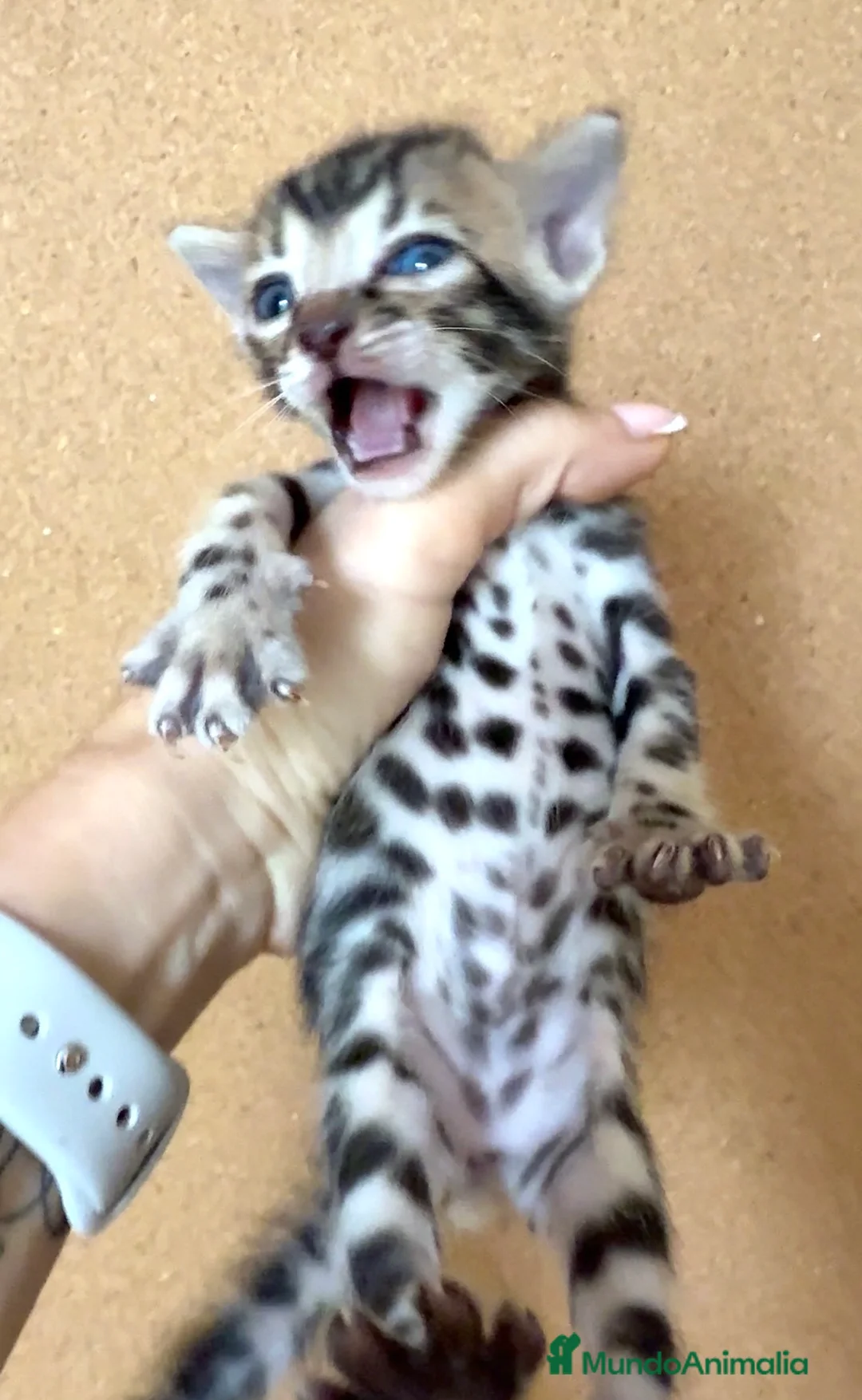 Bengalí gatos en venta: Bengali  - Anuncio 2