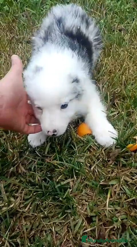 Border Collie perros Border collie merle - Anuncio 2