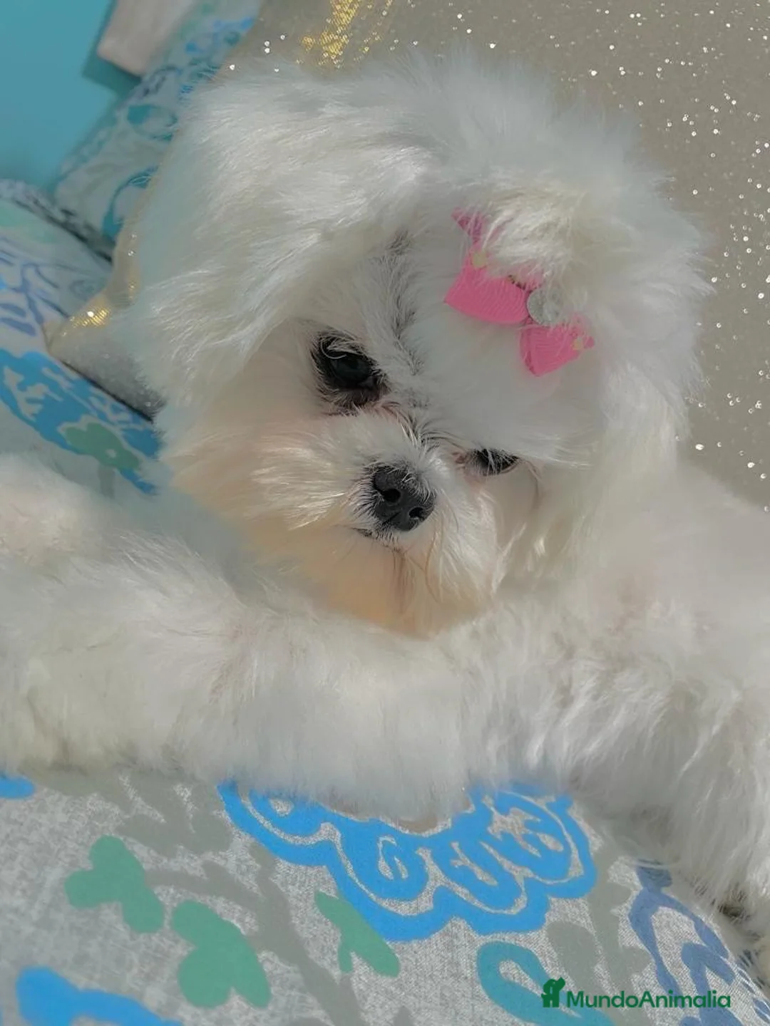Bichón Maltés perros en venta: Bichon maltés listos para entregar. - Anuncio 2