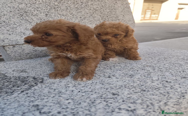 Caniche Toy perros - Anuncio 7