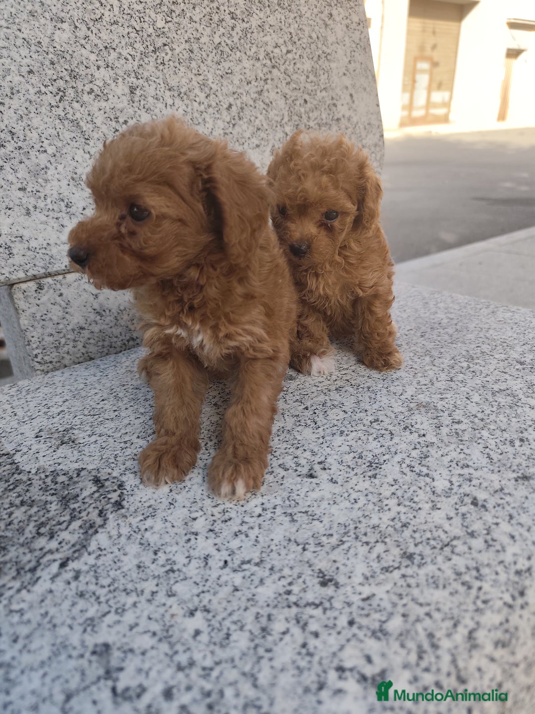 Caniche Toy perros en venta: CAMADA CANICHE TOY ROJO - Imagen 1