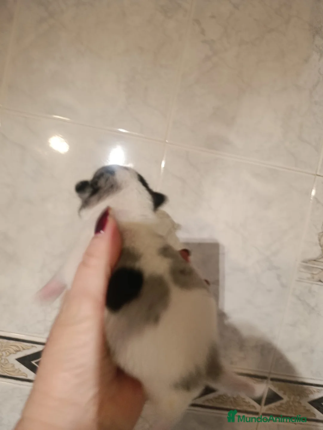 Chihuahua perros en venta: CHIHUAHUAS MERLES EXCLUSIVOS - Anuncio 7