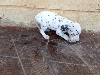 Dálmata perros Dalmata - Anuncio 2