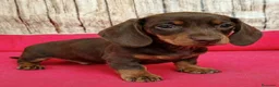 Teckel perros en venta: Teckel - Anuncio 1