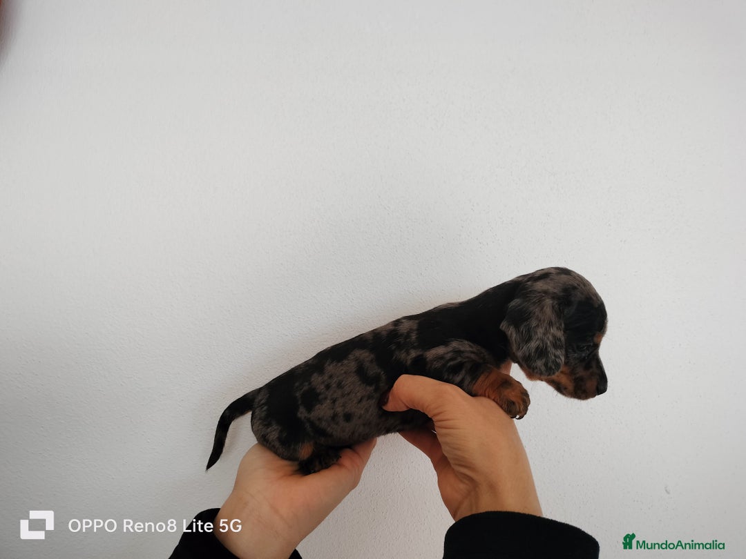 Teckel Miniatura perros en venta: Hembra arlequin plata miniatura  - Anuncio 2