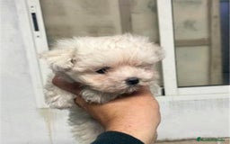 Bichón Maltés perros en venta: CACHORRO DE BICHON MALTÉS TOY - Imagen 2