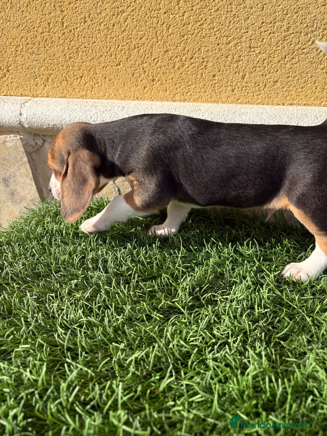 Beagle perros en venta: Beagle cachorro macho línea francesa  - Anuncio 8