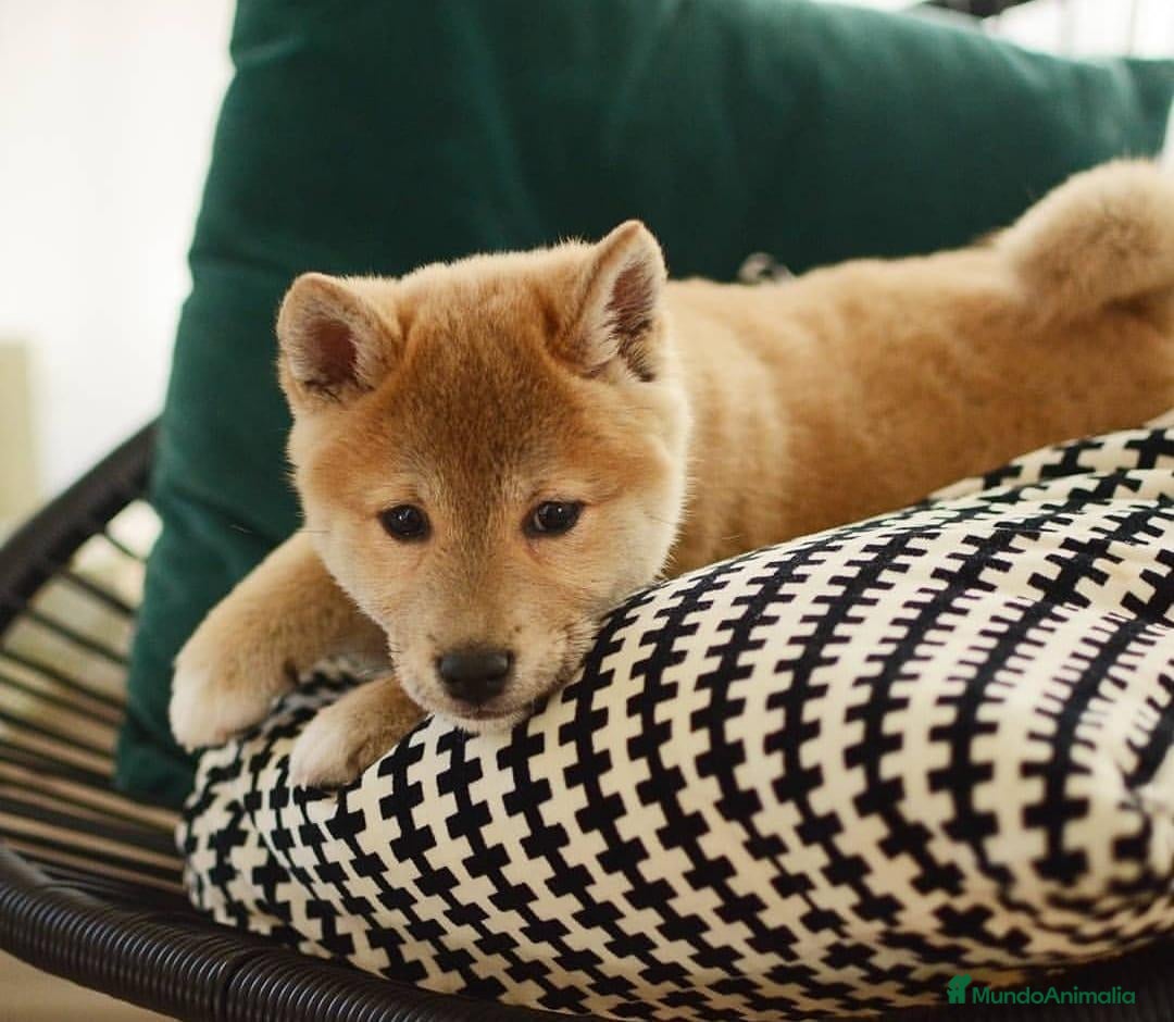 Shiba Inu perros en venta: SHIBA INU - Anuncio 1