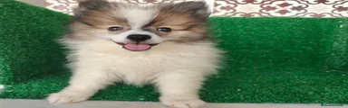 Pomerania 1