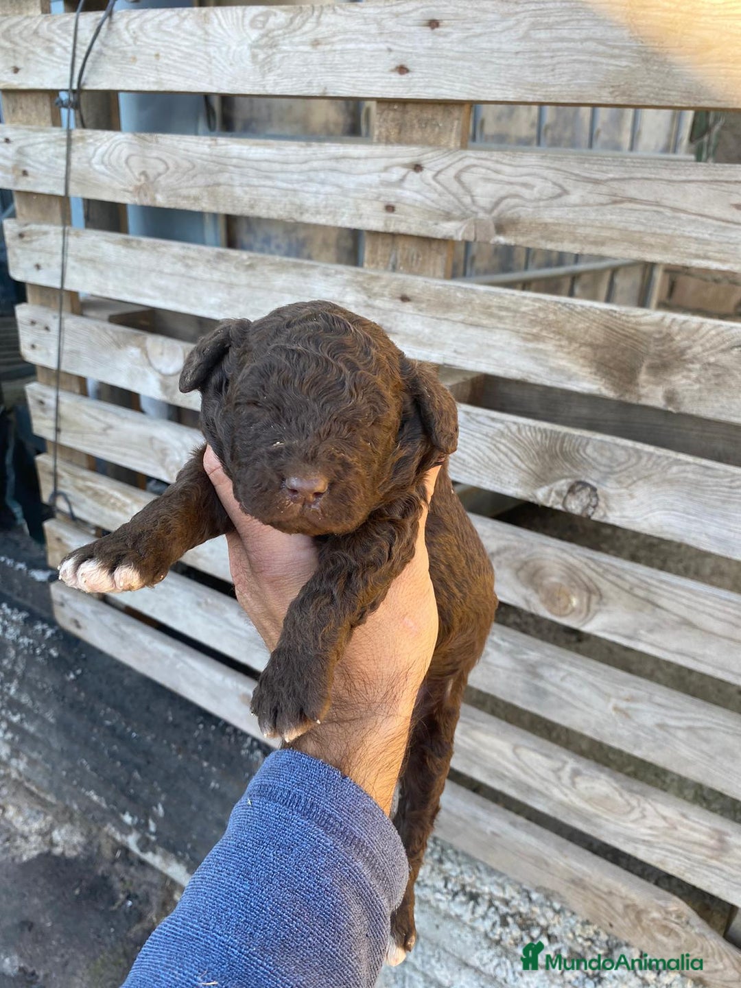 Perro de Agua Español perros en venta: Perro de agua  - Anuncio 5