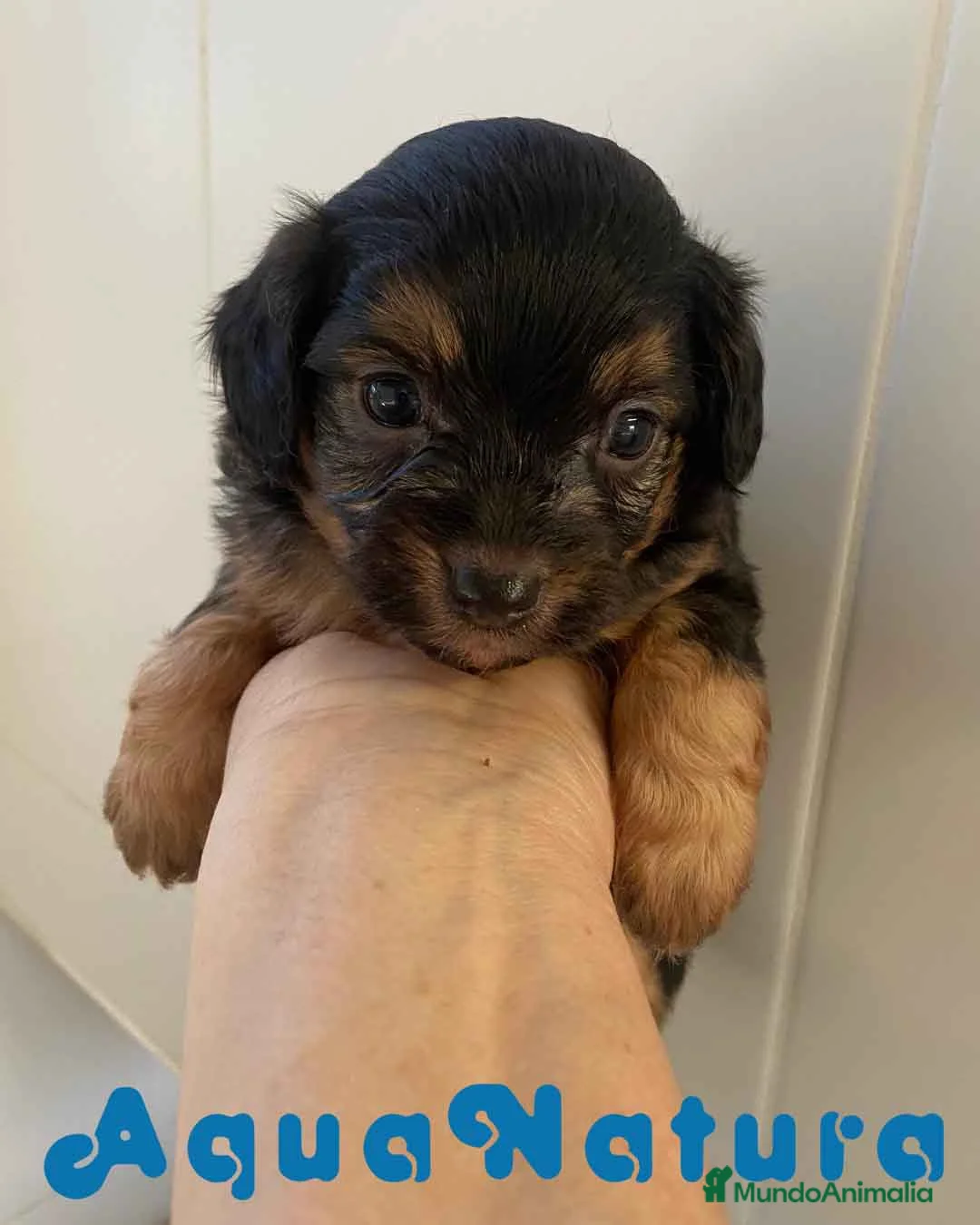 Chihuahua perros en venta: Chihuahua Macho 2 de Reina y Choc AQUANATURA - Anuncio 2