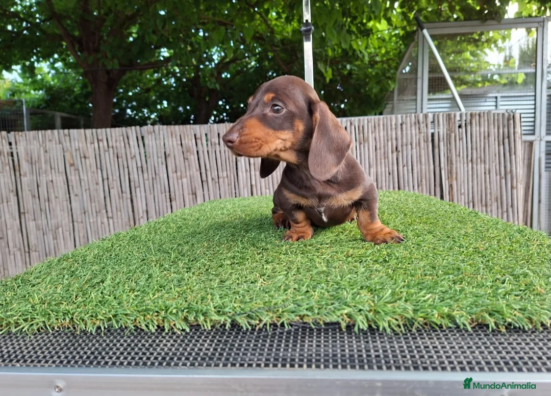 Teckel Miniatura perros en venta: TECKEL KANNINCHEN CHOCOLATE - Anuncio 1