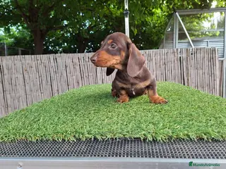 Teckel Miniatura perros TECKEL KANNINCHEN CHOCOLATE - Anuncio 1