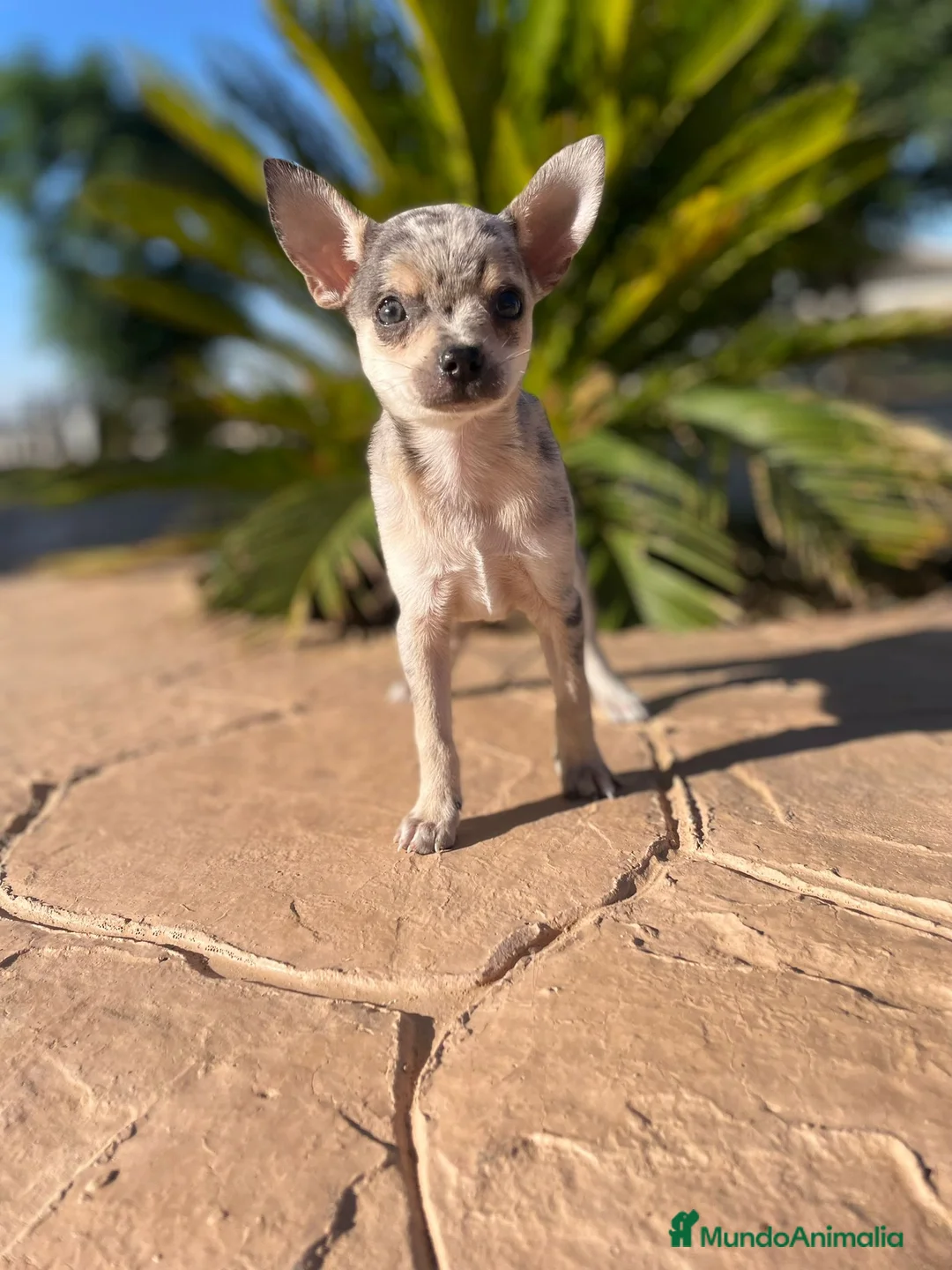 Chihuahua perros en venta: chihuahua  en Barcelona - Anuncio 2