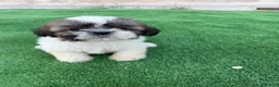 Shih Tzu perros en venta: Cachorritos Shih Tzu - Anuncio 2
