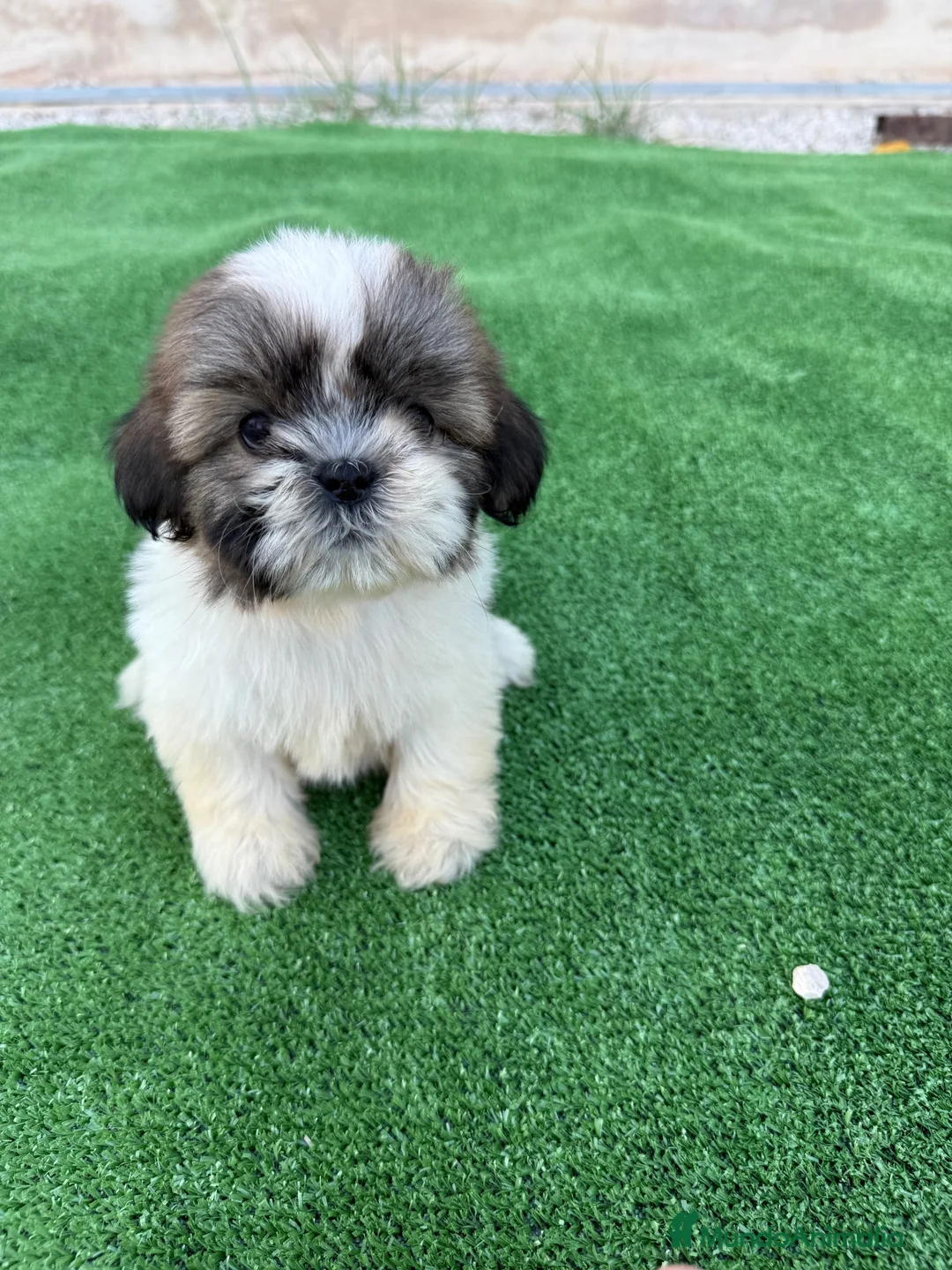 Shih Tzu perros en venta: Cachorritos Shih Tzu - Anuncio 2