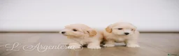 Maltipoo perros en venta: Camada Maltipoo - Anuncio 2