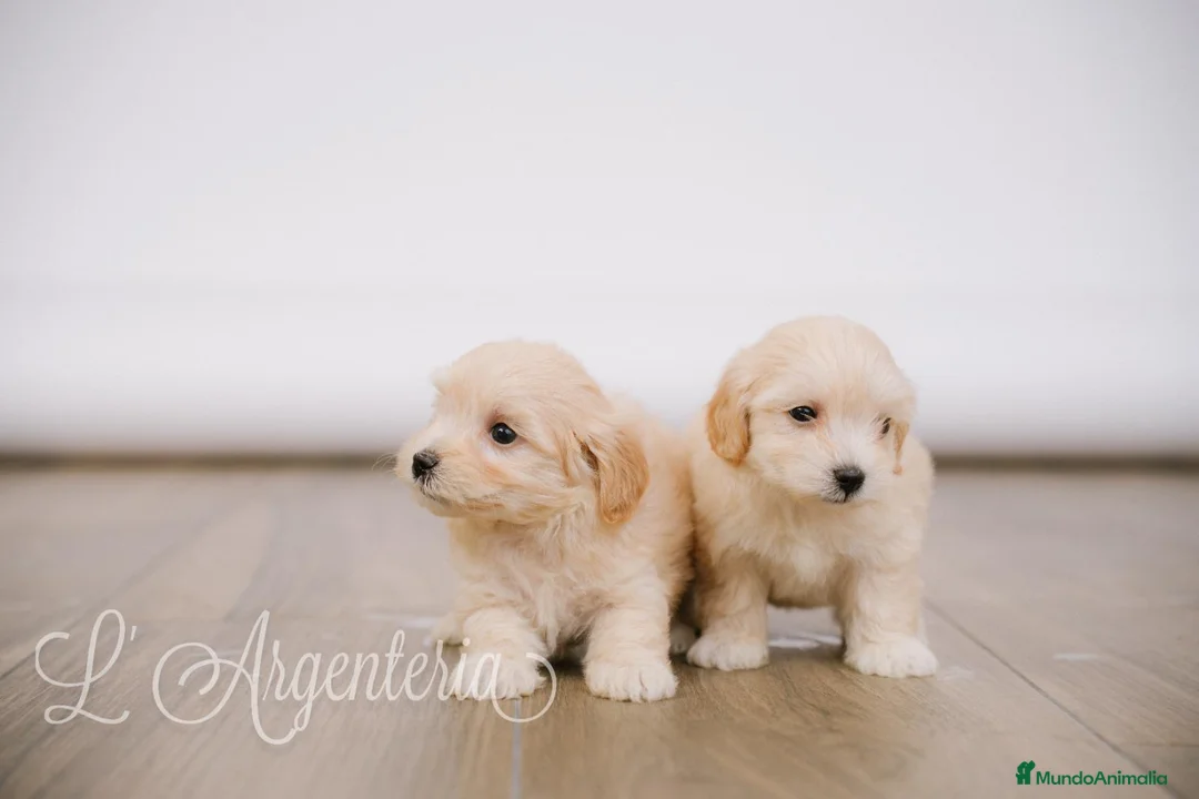 Maltipoo perros en venta: Camada Maltipoo - Anuncio 2