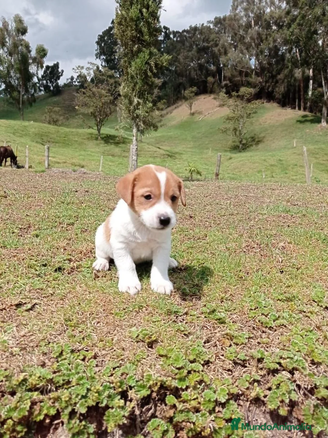 Jack Russell Terrier perros en venta: Jack Russell Terrier - Anuncio 5