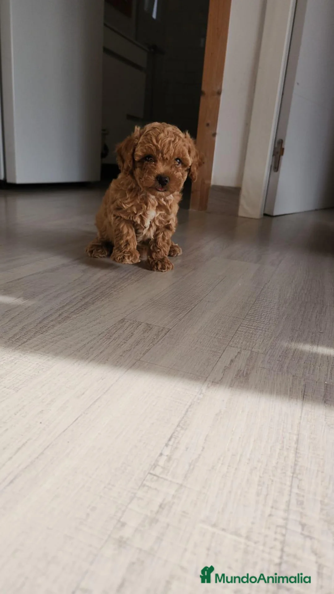Caniche Toy perros en venta: Caniche toy - Anuncio 1