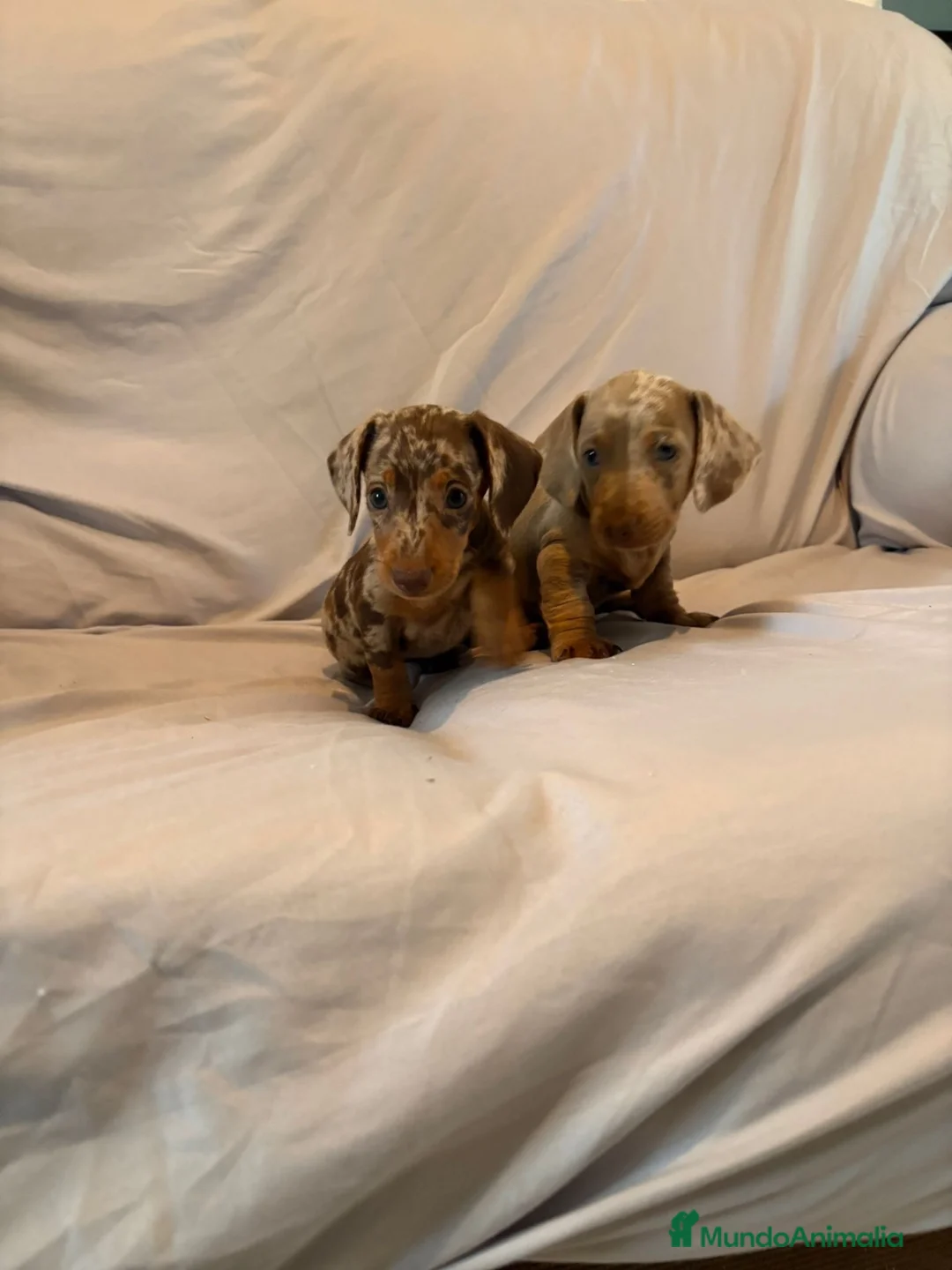 Teckel perros en venta: Cachorros de Teckel Kaninchen y Miniatura  - Anuncio 1