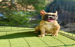Bulldog Francés perros en venta: Bulldog francés espectaculares  - Imagen 3