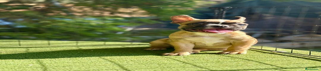 Bulldog Francés Cachorro 2