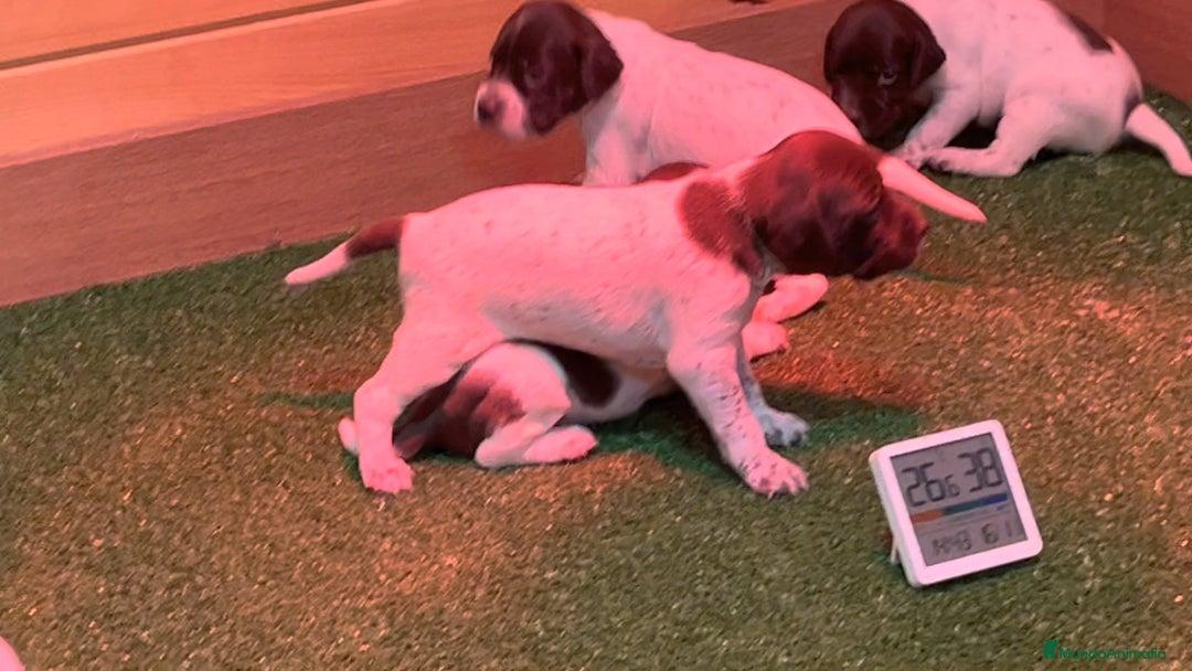 Braco Francés tipo Pirineos Talla Pequeña perros en venta: ÚNICA RESERVA DE CACHORRA BRACO FRANCÉS - Anuncio 2