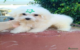 Bichón Maltés perros en venta: Cachorrito bichon maltes  - Imagen 8
