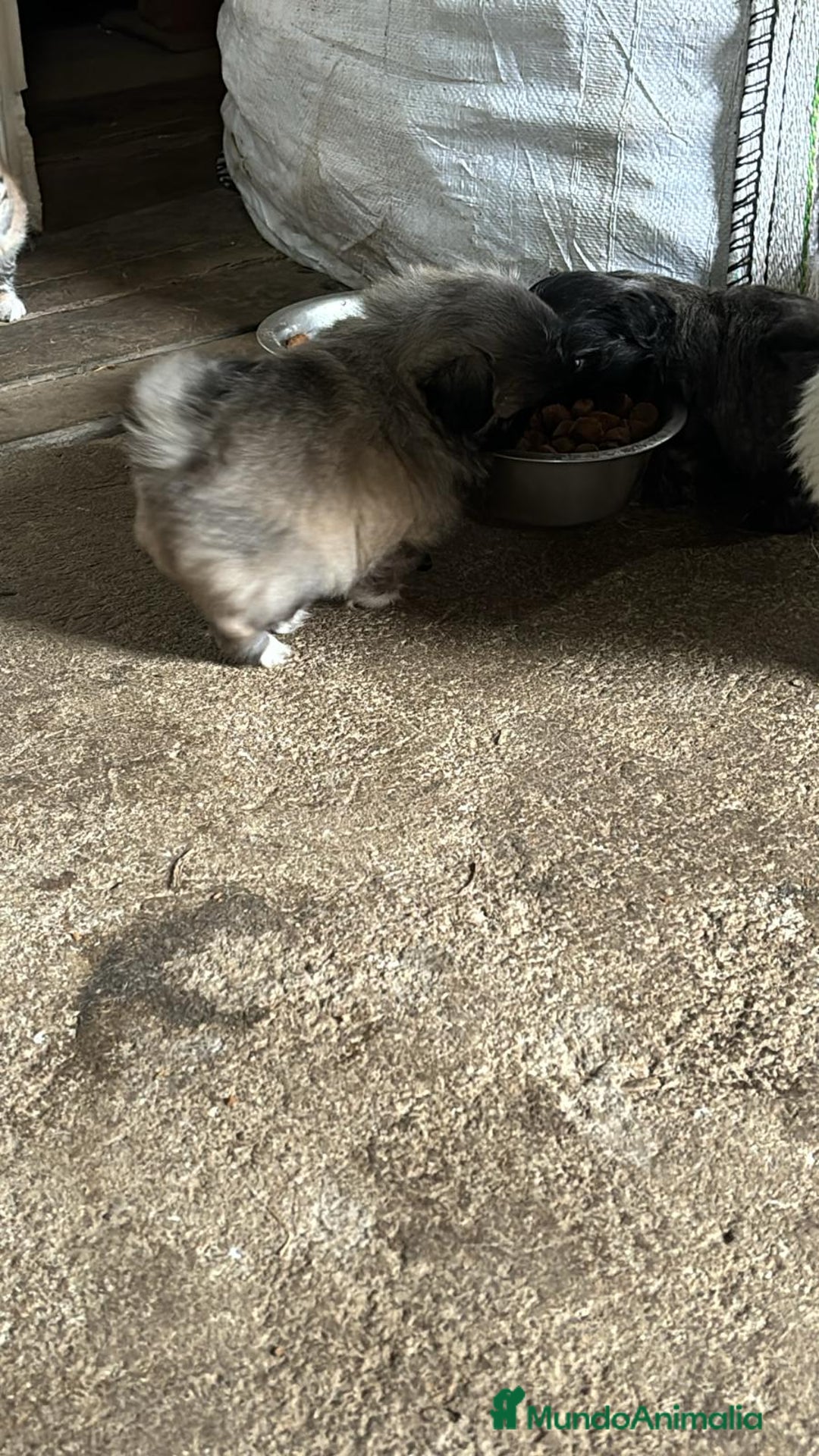 Shih Tzu perros en venta: Shih tzu  - Imagen 3