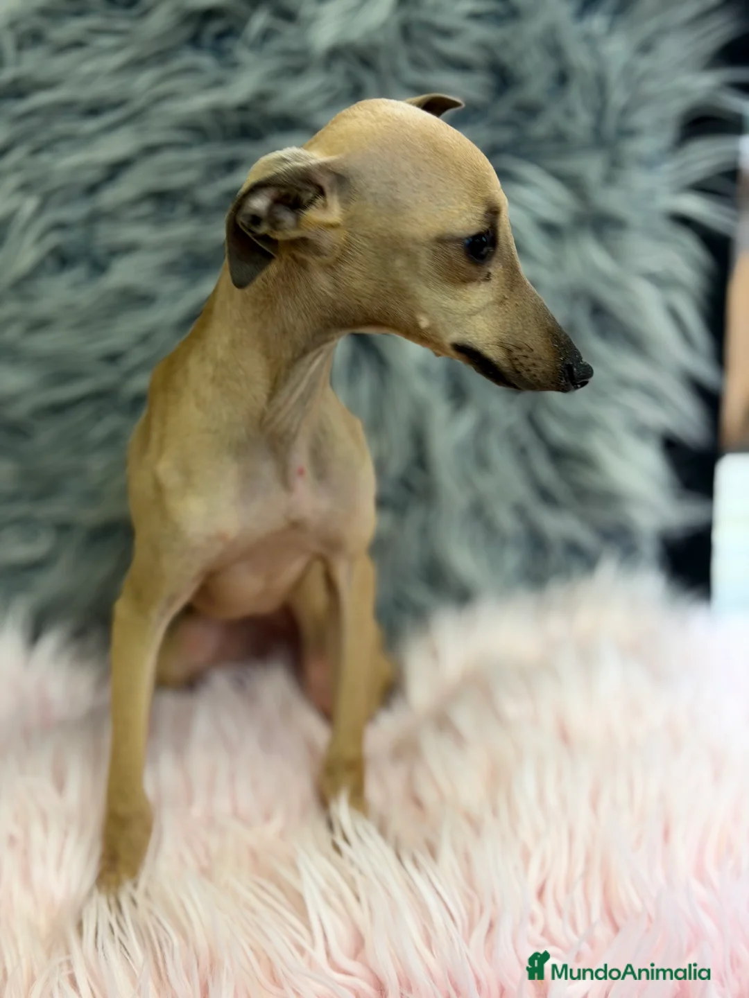 Pequeño Lebrel Italiano perros en venta: Piccolo italiana  - Anuncio 1