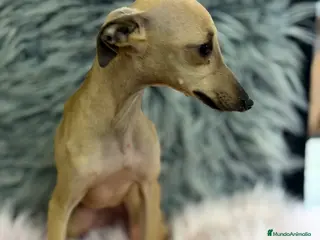 Pequeño Lebrel Italiano perros Piccolo italiana - Anuncio 2