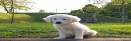 Golden Retriever perros en venta: GOLDEN RETRIEVER  - Anuncio 2