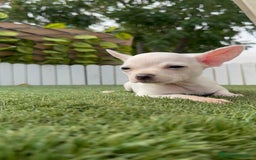 Chihuahua perros en venta: CHIHUAHUA HEMBRA BLANCA - Imagen 11