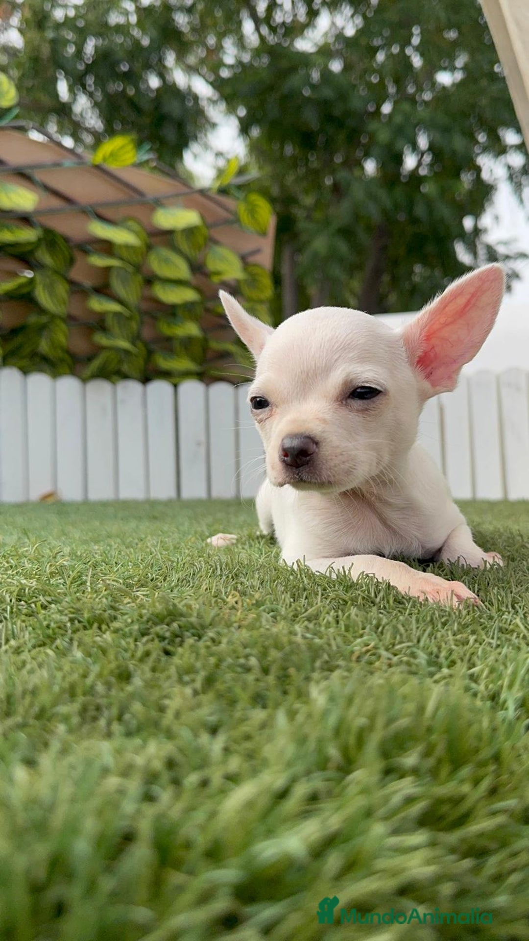 Chihuahua perros en venta: CHIHUAHUA HEMBRA BLANCA - Imagen 11