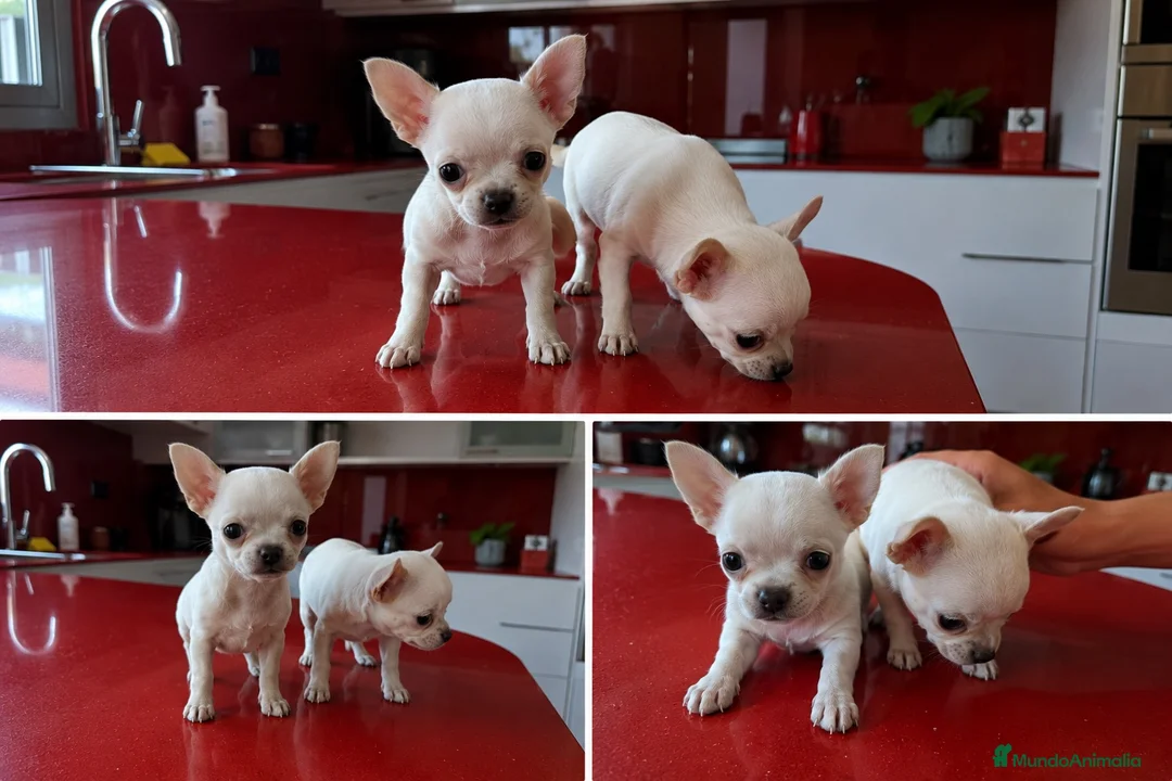 Chihuahua perros en venta: CHIHUAHUAS MINIATURA - MALAGA - ENTREGA  - Anuncio 1
