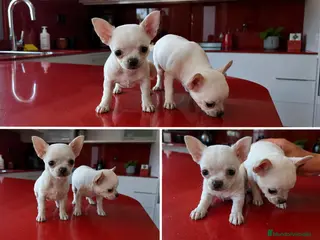 Chihuahua perros CHIHUAHUAS MINIATURA - MALAGA - ENTREGA - Anuncio 1